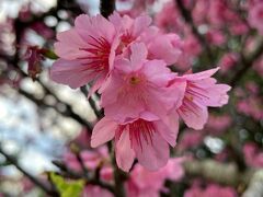 202302 桜の季節に那覇2往復