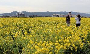 全国旅行支援で南房総の旅・・白間津の花畑、千田の花畑、和田の花畑、抱湖園の寒桜、鴨川菜な畑ロードを巡ります。