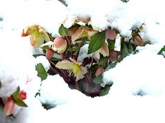 Japan　雪の降る日に