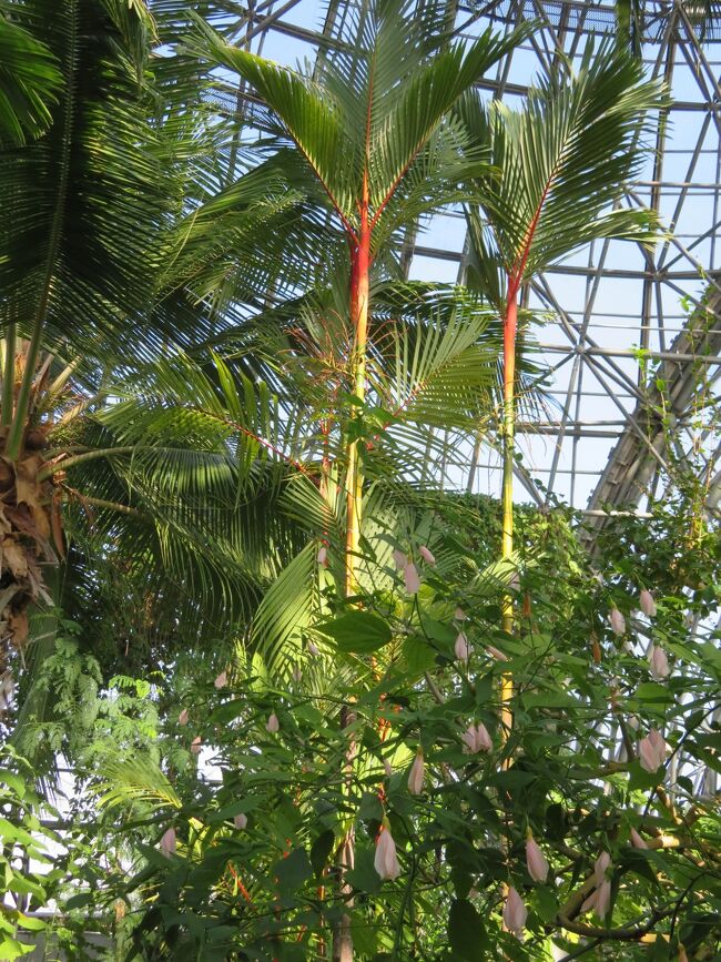 2023年2月4日(土）ぐるっとパスを利用して夢の島熱帯植物園にお邪魔させて頂きました。植物を観察するってとても心身ともにとてもとても良いことだと思います。<br />週末等にイベントがあるようなので、足を運ぶ前にスケジュールを確認されると良いかと思います。<br /><br />入園料　一般は250円です。<br />開館時間　09:30～17:00（入館は16:00までのようです。）