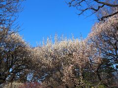 梅林の小金井公園～春はもうすぐ^^/