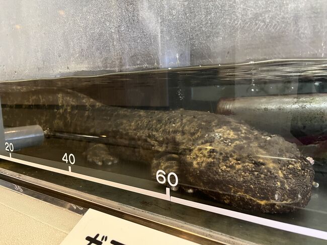 日本一小さな規模の水族館と言われる 山方淡水魚館。<br />茨城県常陸大宮市(旧山方町)。<br />オオサンショウウオも居るとか!?<br />しかしこの3月末で閉館のニュースを聞き初訪問を計画。<br />車必須の茨城県を公共交通機関で訪れて来ました。