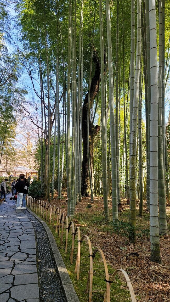 子連れ修善寺旅行  前半