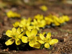 「ふかや緑の王国」の冬の花_2023_セツブンソウとスノードロップが咲き進んでいました（深谷市）