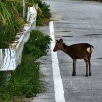 2022～2023　慶良間→本島　年末年始