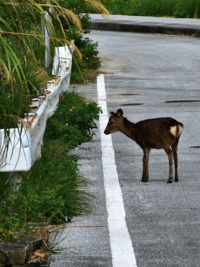 2022～2023の年末年始、慶良間を回った後、本島で新年を迎えました。<br />慶良間諸島は初訪問。国立公園だけあって、海がとてもキレイ。渡嘉敷島で1泊。阿嘉島では野生のケラマジカに会えました。慶良間は、30年前にはやった映画『マリリンに逢いたい』の舞台でもあります。<br />本島に戻って、今年もホテルオリオンモトブリゾートでゆっくり新年を迎えました。なんだかんだで7泊8日の旅程になってしまった(笑)<br />