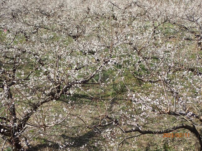  和歌山中部の、JA有田ファーマーズ マーケットありだっ子、鶴の湯温泉、みなべ町南部梅林を訪れた。有田の柑橘類の最盛期を過ぎたようで、他方で南部の梅林は凄い人出だったが、梅の花見には少し早かった。