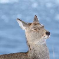 真冬の北海道第2弾！ 流氷とオオワシとオジロワシに会いに行っちゃうぞっ！