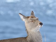 真冬の北海道第2弾！ 流氷とオオワシとオジロワシに会いに行っちゃうぞっ！