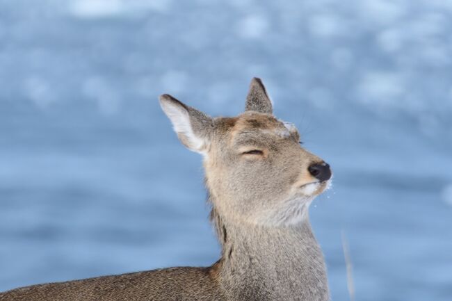 知床に行ったのは、10数年前になる夏・・・<br />1月に釧路に行くために揃えた真冬の装備をなんとか活用すべく、企画・・・<br />航空券ok、レンタカーok、が羅臼の宿泊先が見つからないぃぃぃ。<br />仕方ない。<br />今年はウトロにして、羅臼は来年で考えよう！<br />羽田ー女満別が片道JALで7370円？？？<br />知床に1泊の弾丸だけど、ウトロだけならいいっしょ。<br />流氷ウォークは1人で行っても楽しくなさそうなので、カメラ持っていろいろ動物撮影しよ。<br />と言っても、慣れない地で雪道<br />ガイド頼んだほうが間違い無いなと<br /><br />プランは、女満別空港からレンタカーでウトロまで行き、温泉宿泊を挟んでツアー3つ参加<br />2日目午後北見まで移動して、<br />間に合えば北きつね牧場～回転寿司～日帰り温泉～女満別空港<br />ココがきついかなぁ。<br /><br />知床流氷クーポンのくるぽんも1万円分購入したし、弾丸で行っちゃお！<br />流氷どうかなぁ？