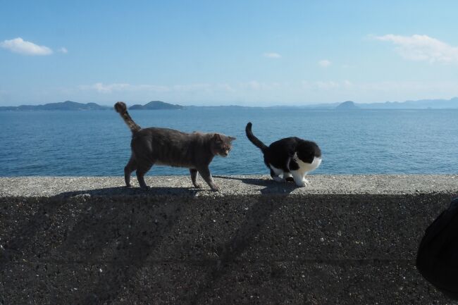 遥かなる大草原 そして西方の多島海へ☆2022秋 阿蘇＆天草の旅〈２〉至福のネコまみれ♪（湯島編）