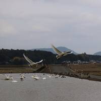 出雲にて　冬の使者と初逢瀬  