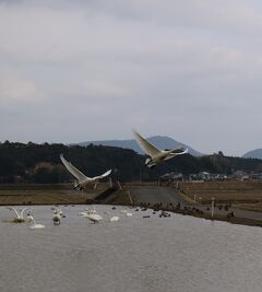 出雲にて　冬の使者と初逢瀬  