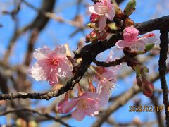 やっと咲き始めた河津桜