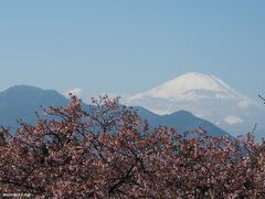 2023春:一足早い河津桜のお花見に＠松田山