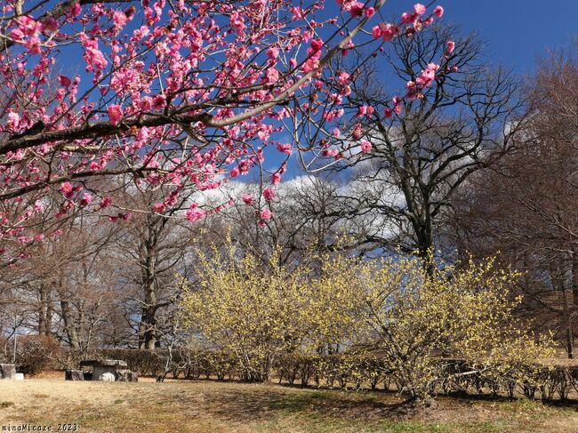 前橋市の「大室公園」の「梅の庭」へ、ウメを見に行きました。１ヶ月前（2023年1月13日）に来たときには、紅梅や白梅は咲き始めで花は少なく、ロウバイのほとんどは未だ蕾でした。<br /><br />１ヶ月経って、この日は、紅梅、白梅、ロウバイ共に綺麗に咲き進んでいました。まさに「赤、白、黄色、どの花見ても綺麗だな」でした。
