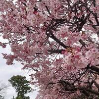 川奈ホテル一泊旅行。サフィール踊り子号に乗って。早春の寒桜を愛で、温泉でまったり。