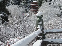 年末の奈良は雪だった(O_O)
