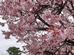 川奈ホテル一泊旅行。サフィール踊り子号に乗って。早春の寒桜を愛で、温泉でまったり。