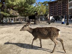 サイコロきっぷで行く山口県 Part4 鹿さんだらけの宮島とまだまだ乗り鉄編