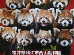 レッサーパンダはかわゆい !!!  西山動物園
