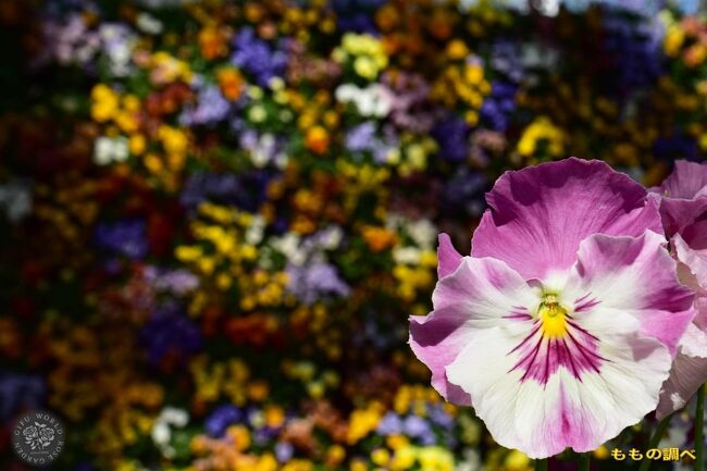 秋から春にかけての窓際やお庭に色を添えるために、<br />楽しませてくれるパンジー・ビオラの一年草。<br />もうすぐ春ですね。春が来たような装いの<br />雰囲気の.....ぎふワールド・ローズガーデン。<br /><br />ぎふワールド・ローズガーデン、先日ロウバイで立ち寄り。<br />「パンジービオラの世界展2023」の前日だけに、<br />改めて..ぎふワールド・ローズガーデンを一周しました。<br /><br />花のミュージアムから、バラのベルベデーレを<br />トンネルギャラリーを抜けると、「そよぎの谷」次に、<br />花の地球館 、<br />そして最も美しく見渡せる花のタワー展望デッキに上がり、<br /><br />今回の目的地花トピアにて、ガーデンショー！<br />中部地区最大規模「パンジービオラの世界展2023」<br />パンジービオラの世界展2023～カラフルワールド～<br />色や形状、模様などの違いをお楽しむのに。<br /><br />その後は、花トピアを出て、<br />厳しい寒さの中、日本庭園のウメが少し咲いてました。<br />霧のプレリュード.プリンセスホール雅.<br />音楽広場では、子供達が遊ぶ遊具。<br />大型複合遊具.育々清流ネット、<br />ウェルカムガーデンを横目に、西ゲートから出ました。<br /><br />ぎふワールド・ローズガーデンの花トピアにて<br />中部地区最大規模「パンジー・ビオラの世界展2023」<br />※会　　場 　花トピア<br />開催期間　2023年2月4日～2023年2月26日 <br />時間： 9:30 ～16:30　<br />住所 　〒509-0213　岐阜県可児市瀬田１５８４－１<br />　　　　　　　　　　　0574-63-7373　<br />駐車場 　収容台数:1700台 <br />アクセス 　高速道路<br />　　　　　 東海環状自動車道 可児御嵩 5分<br />　 　　　　中央自動車道 多治見 20分<br />最寄り駅<br />太多線 可児 バス 10分<br />名鉄広見線 新可児 バス 10分<br />公式サイト https://gifu-wrg.jp/<br />