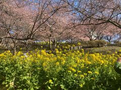 松田町、秦野市で河津桜と梅めぐり