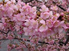 風と河津桜
