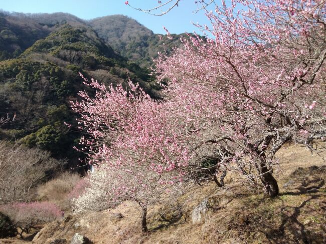 　最近なんだか慌ただしい日が続いており、無理やり取得した（取得しなければならなかった）振休を利用して、平日を絡めて温泉癒やし旅に行ってきました。全国旅行支援も有効活用しています。行先は湯河原温泉です。魚料理がおいしい「うおき」に再訪してグルメ＆温泉で日頃の疲れを癒やし、翌日は湯河原梅林に行ってきました。<br /><br />＜宿泊＞<br />湯河原温泉「うおき」（じゃらんで予約）<br />お部屋：&#39909;（むつ）