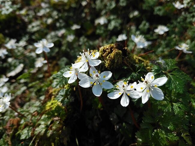 今年も２月にバイカオウレン、セリバオウレンが咲く季節となったので、知人と熊野古道へ向かった。<br />十津川村南部から熊野本宮町辺りは、太平洋側の暖かい気候の影響を受けるため、2月上旬には花も咲く。<br />盗掘などにより、昔より減ってはきているが、熊野古道のあちこちで可憐に咲いているところを見つけることができた。