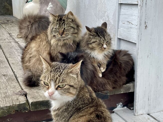 みちのく湯けむり紀行、第二弾！【1】日本最北端の猫の島、田代島へ。