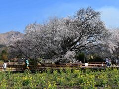 南阿蘇の「一心行の大桜」2021～南郷谷の里山風景と野焼きとともに～（熊本）