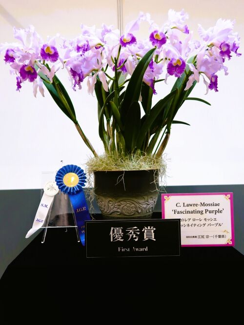 洋ラン1990 awards annual A.O.S. 洋蘭入賞花 写真集 洋ラン1990 awards annual A.O.S. 洋蘭入賞花 写真集