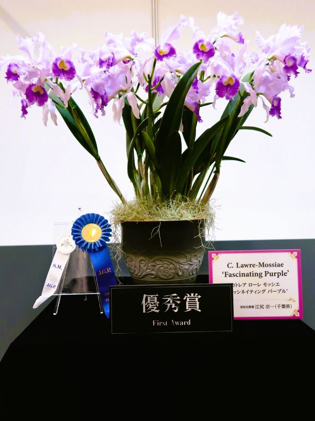 世界らん展－花と緑の祭典－（英名：Japan Grand Prix International Orchid and Flower Show）は、日本における大規模国際園芸展示会であり、代表的な蘭展。毎年1回、2月中旬から下旬の7～9日間、東京都文京区の東京ドームシティプリズムホールで開催される。<br />展示には洋蘭、東洋蘭（シュンラン、カンラン等）、日本の蘭（エビネ、セッコク等）など、世界約20ヶ国から約3000種10万株のラン科植物を中心に様々な植物が集まる。また会場内には100店以上の販売ブースが設けられ、植物の苗、切花、栽培用素材・器具、書籍、植物をモチーフとした雑貨、工芸品、化粧品、菓子などが販売される。<br /><br />世界らん展は旧イベントを継承しつつ現時点までに32回の開催実績がある、これは日本国内の国際蘭展としては沖縄国際洋蘭博覧会（35回）に次ぐ長い歴史である。日本の蘭展の歴史において重要な位置を占めている。初回以来開催規模は年々拡大し、1991年に6万株だった展示は13年後の2004年には10万株に達したが、それ以降の近年では整理縮小傾向が見られる。<br /><br />世界らん展－花と緑の祭典－（JGP2019～）<br />世界らん展日本大賞からの連続性を保持した上で展示内容の革新を図る後継イベントであり、引き続き東京ドームにて2019年から開催された。ラン科植物を主軸に据えながら他の多様な園芸植物にも門戸を開き、園芸展示会としての充実を目指す。　JGP2021～JGP2023は感染拡大防止の観点から東京ドームでの開催を断念したが、隣接するプリズムホールに会場を移して規模縮小開催とした（2022～2023は【部門1】と【部門4】）。<br />（フリー百科事典『ウィキペディア（Wikipedia）』）　より引用<br /><br />世界らん展2023　については・・<br />https://www.event-td.com/orchid/2023/<br /><br />世界らん展実行委員会（読売新聞社、ＮＨＫ、世界らん展組織委員会、東京ドーム）は2月8日(水）より14日(火)までの7日間、東京ドームシティ　プリズムホールにて「世界らん展2023‐花と緑の祭典‐」を開催いたします。<br />　今回は、計 100 万輪の花を会場内に集め、天井近くまで一面に蘭が広がる迫力溢れる展示と、一株で華やかな日本最高峰の蘭の展示の両面でお楽しみいただきます。開幕に先駆け、昨日 7日（火）に本年度の「日本大賞」を決定致しました。世界らん展日本大賞は日本中から蘭を一堂に集めて行われる世界最大級の蘭のコンテストで、最高賞である日本大賞の受賞者には賞金200万円が贈られます。出品総数517作品の中から厳正な審査を経て、今回の日本大賞に選ばれたのは、これまでに例を見ない大きさと丸いリップ(唇弁)、そして美しく展開の良い花弁を評価された、高橋昌美さんのパフィオペディラム エメラルド フューチャー ‘グリーン モンスター’です。<br />■講評　「世界らん展2022-花と緑の祭典-」審査委員長　江尻 宗一氏<br />蘭愛好家の中でも一際人気の高いパフィオぺディラムの中で、最新の交配により、丸く大きなリップ(唇弁)、展開の良い、透き通るような黄緑の花弁、各パーツの完成度の高さが評価のポイントです。<br /> <br />＜日本大賞審査部門　概要＞<br />洋蘭、東洋蘭、日本の蘭の「鉢物」「切り花」「葉芸物」を審査する部門<br />　出品作品を蘭の品種ごとに39のカテゴリーに分け、カテゴリーごとにブルーリボン賞(第1席)、レッドリボン賞(第2席)、ホワイトリボン賞(第3席)を選出。ブルーリボン賞の39作品に、トロフィー賞が授与される。さらにトロフィー賞の中から特に優れた上位18作品に部門賞が授与され、部門賞の中で最も優れた作品に授与される最優秀賞が栄えある「日本大賞」となる。「日本大賞」の賞金は200万円。<br />出品総数：全517作品＜洋蘭 416・東洋蘭41・日本の蘭60＞ 審査員数：合計71名（国内 71 名）<br />https://prtimes.jp/main/html/rd/p/000000128.000077656.html より引用