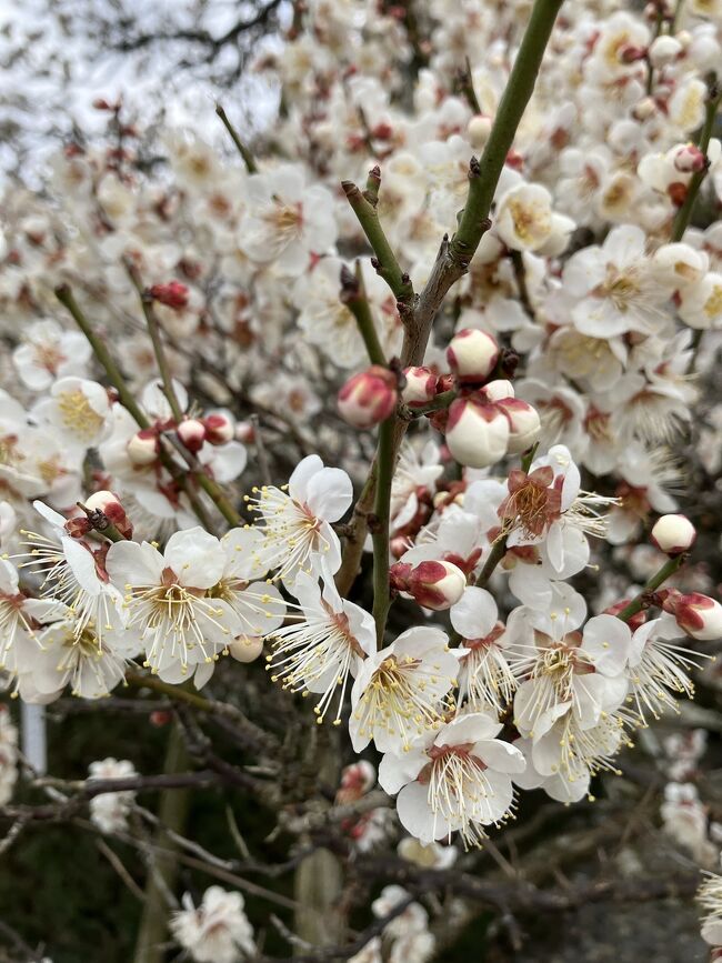 第61回「成田の梅まつり」が2月18日から3月5日まで行われるということで、2月20日、早速行ってみることにしました。<br /><br />成田山公園には500本の紅梅の梅が植えられているとのことで楽しみに行きましたが、なんと2分咲きくらいで残念。<br /><br />写真は一本だけ満開だった本堂上の白梅