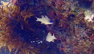 タイさんのフィリピンの旅30日目(2023/2/20)マラパスクア島, 怪しく目が光る魚達