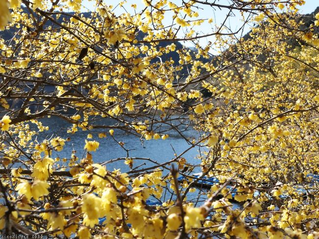 桐生市梅田の「梅田ロウバイパーク」へ、ロウバイを見に行きました。15日前（2月1日）に訪れたときは、まだ開花直前でしたが、この日はパーク全体で綺麗に咲き揃って、ほぼ満開でした。しかも傷んだ花は未だなかったようです。<br /><br />「梅田ロウバイパーク」は、桐生川の上流、梅田湖の右岸に2019年に開設された「梅田台緑地公園」の湖側に隣接しています。その公園ができる前、2006年から、住民有志がロウバイ、ミツマタ、ヒガンバナを植栽していて「ロウバイパーク」と名付けました。現在は、ボランティア団体「台緑地の自然環境を考える会」が維持管理しています。