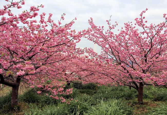 南伊豆早春の花旅・・白浜桜の里と白浜神社を訪ねます。