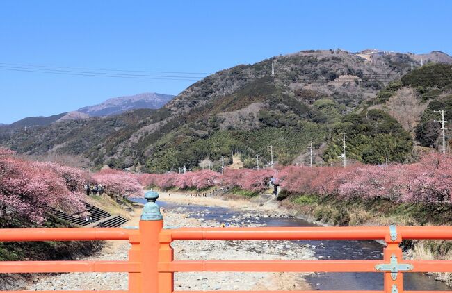 南伊豆の河津町で「河津桜まつり」が開催されています。毎年2月初旬から3月初旬にかけて、河津川沿いには約850本、町全体で約8,000本の河津桜が咲き誇り、菜の花も彩を添えます。屋台が復活、ライトアップも行われます。<br /><br />今年の河津桜は開花が少し遅れ、全体を見ると4～5分咲きくらいで、例年2月末までの開催期間が3月5日（日）まで延長されました。桜のトンネル付近は6～7分咲き、河津町のシンボルツリー「河津桜原木」はすでに満開でした。<br /><br />河津川の遊歩道には、さまざまな露店が並び賑わいを見せています。休憩所を兼ねたグルメ屋台やみかん・柑橘類、干物・魚介類、生わさび・わさび漬、桜まんじゅう、さんま寿司などのお弁当、河津桜の苗木などが並んでいます。