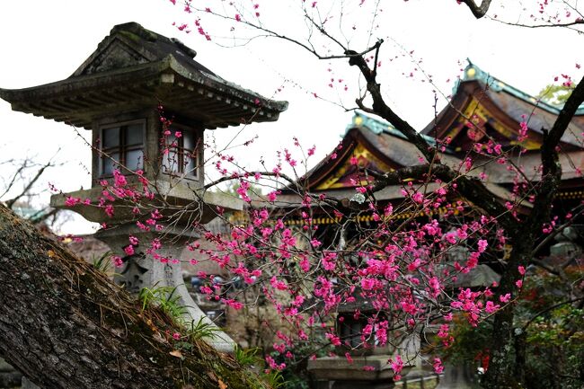 JR上田駅で「京の冬の旅」のパンフレットを見つけたことから、今回は「大徳寺」の見学をメインに旅行を計画しました。<br />しかし、写真撮影を目的に訪れたのに天気に恵まれず、お寺の境内は「撮影禁止」ばかりでテンション↓↓となりました。<br /><br />今回も雪道の不安はあるものの自家用車を利用するので、ホテルは〝駐車場有”を第一条件に検索し、料金が高額な金・土曜日は「京都第一ホテル」に、日・月曜日は「リーガロイヤル」に連泊しました。<br />今回も「全国旅行支援」の恩恵を十分に受けることが出来、クーポン券1万4千円は使い切れませんでした。<br /><br />帰路の火曜日は京都市内から関ヶ原を超すまで吹雪でしたが、中央道に入ると快晴となり、京都での悪天候が恨めしくなりました。<br />４泊５日の走行距離は８５０Kmでした。<br />