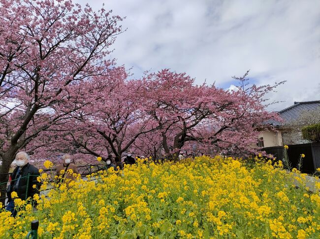 河津桜が満開の河津町に行ってきました。<br />毎年恒例になっていて、今年は満開でした。<br />花の咲く時期は毎年、変わるので、今年は本当にラッキーでした。<br />コロナ禍での生活にも慣れ、ユルユルになってきたのもあるのでしょうが、昨年の数倍の人出でした。<br />車の渋滞も凄くて、臨時駐車場も満車で駐車場を探してグルグルすることになって、かなり離れた所に一台だけの空きに停めることが出来ました。1日千円でした。川の両側に桜が植えてあるので、橋の上からの眺めは最高です。
