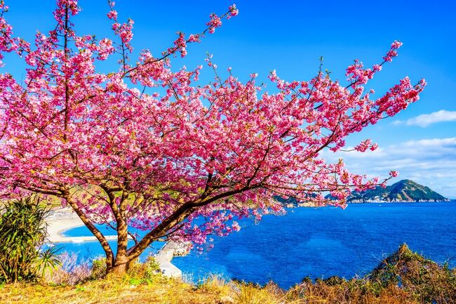　ミカンとセメントの街、津久見に河津桜を見に行ってきました。<br />　ちょうど「第１１回豊後水道河津桜まつり（2/4～3/5）」を開催中であり、四浦半島の約５０００本の河津桜が見頃を迎えています。この日は天気も良く、空と海と桜のコントラストを楽しめました。<br />