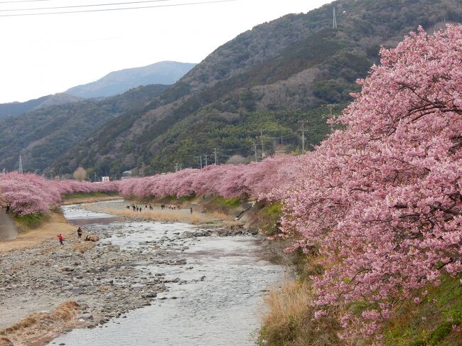 静岡県の河津町は妻の母方の実家があることもあって何度か訪れているのですが、早咲きの河津桜の時期に合わせて、親戚への御挨拶方々、久しぶりに河津桜を楽しんできました。<br />息子の休日に合わせて、私、妻、息子と3人でのドライブ旅です。