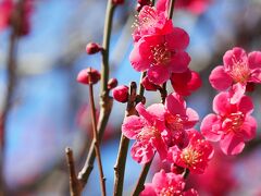 休日は再び小金井公園で梅の花を楽しむ～新しいレンズと共に