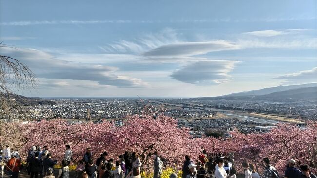 まつだ桜まつり☆