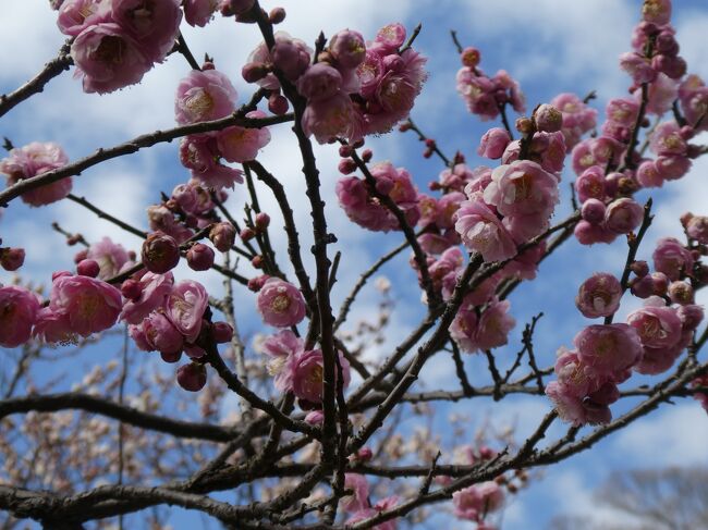 所要があり、2月から花咲く東京へ。<br /><br />梅の時期と知り、小石川後楽園と湯島天満宮の梅を散策してきました。<br />小石川後楽園では以前に訪れた偕楽園のガイドさんのお話と重ね合わせて、水戸藩とは、庶民の事も大切にしていた事を実感してきました。<br /><br />とても広い庭園でガイドさんのお話内容では、地域で感動した場面を贅沢に再現された庭園です。庭園の文化財は一部紹介出来なかったものもあります。<br /><br />疑問なのですが、光圀公は江戸、茨城、どちらに長く滞在され君臨されていたのでしょうか？ガイドさんも分からないと言っていました。<br /><br />日本史は殆ど知らないので、知識不足の部分はコメントで教えて頂けると有難いです。<br /><br />梅を栽培の成り立ち等を茨城偕楽園、弘道館の写真も出していますので、ご一緒に観賞して頂ければと思います。<br /><br />