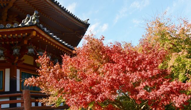 紅葉狩りに、奈良県高市郡に出掛ける。最初に訪れたのは、壺阪寺。<br />大釈迦如来石像（壺阪大仏）、大観音石像、沢市の杖等、見どころいっぱいです。<br /><br />サクラの花に囲まれた壺阪大仏の写真を見て、<br />是非とも、サクラの季節に再訪したいと誓いました。　<br /><br />この後、次の目的地の高取城から岡寺に向かいます。<br /><br />・壺阪寺<br />　西国三十三所第六番札所、眼病封じのお寺へようこそ。南に桜の名所 吉野山を控え、北に万葉のふるさと 大和三山奈良盆地を一望におさめる壷阪の山に建つ。大宝三年（703）に元興寺の僧弁基上人がこの山で修行していたところ、愛用の水晶の壺を坂の上の庵におさめ、感得した観音様のお姿を模刻してまつったのが始まりといわれる。1960年代、インドでのハンセン病患者救済事業への支援協力に携わらせて頂いたことから、インド国内各地において、たくさんのご縁を頂戴し、現地の学校運営助成事業や奨学金事業等の教育支援をはじめ、地域開発支援など様々な国際交流を展開しています。壷阪寺境内にある多くの石彫文化は、このような日印交流のご縁でご招来されたものです【ＨＰより】<br /><br />・入山料　６００円　　　　　　<br /><br />・駐車料金　　５００円　<br />　　　　＊明日香清水谷線（奈良県道１１９号線沿いの駐車場利用で無料)<br /><br />・壺阪寺についてはこちら<br />  　　　https://www.tsubosaka1300.or.jp/