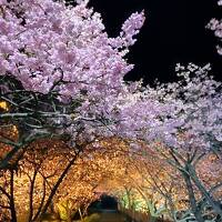 河津桜祭りとみなみ桜と菜の花祭りに行って比べて見た。