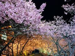 河津桜祭りとみなみ桜と菜の花祭りに行って比べて見た。