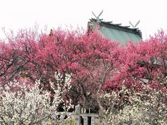 境内の梅が見頃となった明石・御厨神社